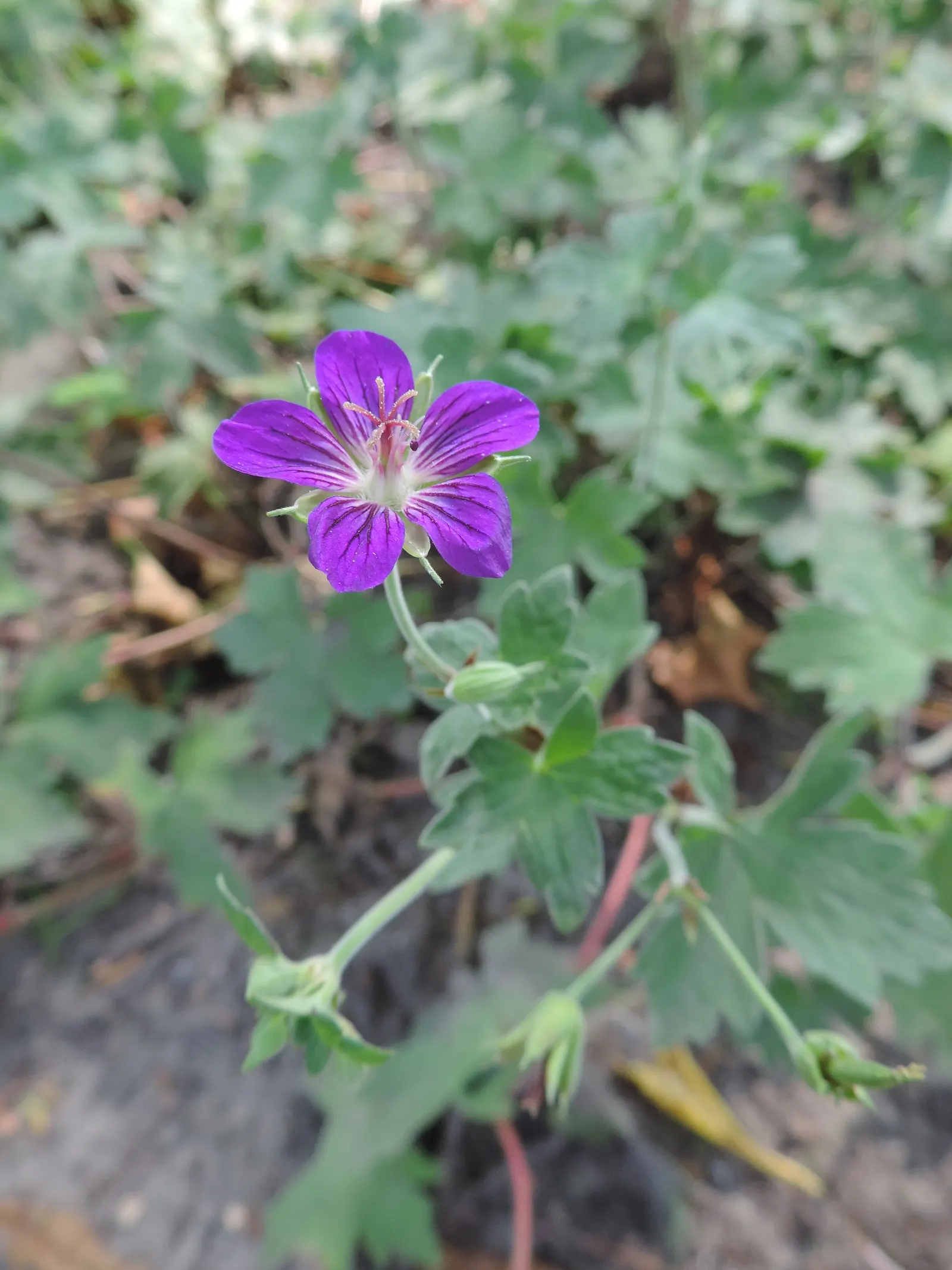 Garden Geranium (Pelargonium X Hortorum) — approximately 4 to 5 inches across and borne on upright stems; under full to partial sunlight (about 6, image 92
