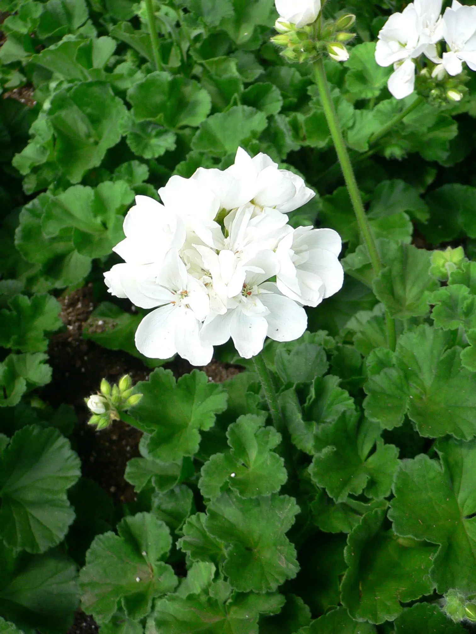 Garden Geranium (Pelargonium X Hortorum) — Ideal for borders, containers, and as bedding, its blossoms create vivid splashes from spring to fall