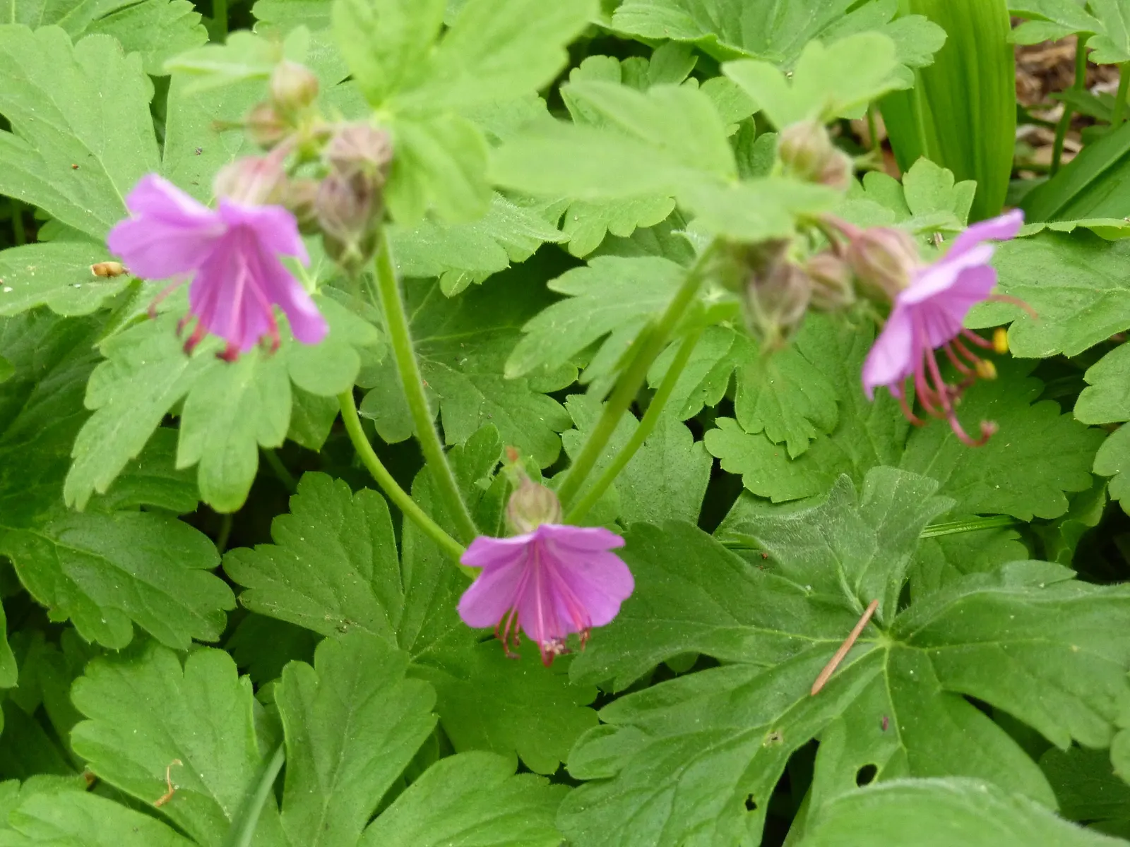 Garden Geranium (Pelargonium X Hortorum) — Prefers full sun to partial shade and well-drained soil; although drought-resistant, image 81