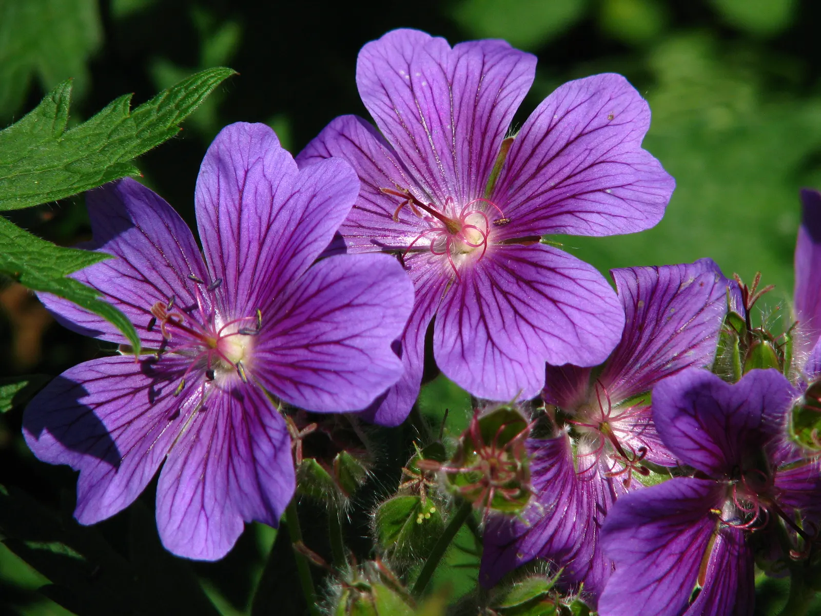 Garden Geranium (Pelargonium X Hortorum) — and overwintering indoors can help preserve these regal plants in cooler climates