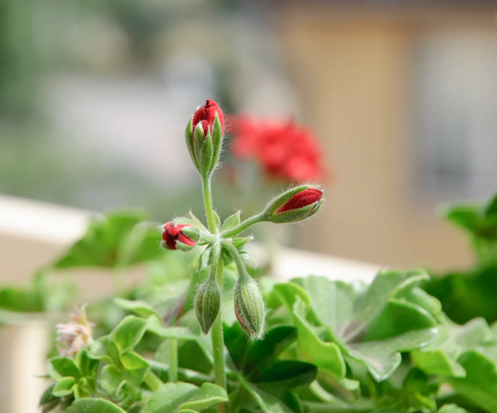 Garden Geranium (Pelargonium X Hortorum) — which often feature distinct zonal patterns in shades of green