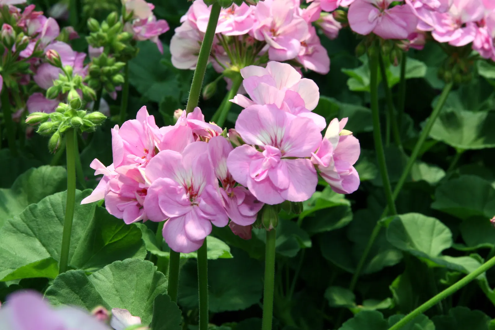 Garden Geranium (Pelargonium X Hortorum) — Thriving in USDA zones 10-11, it reaches 12-24 inches in height and width; garden Geraniums gracefully, image 54