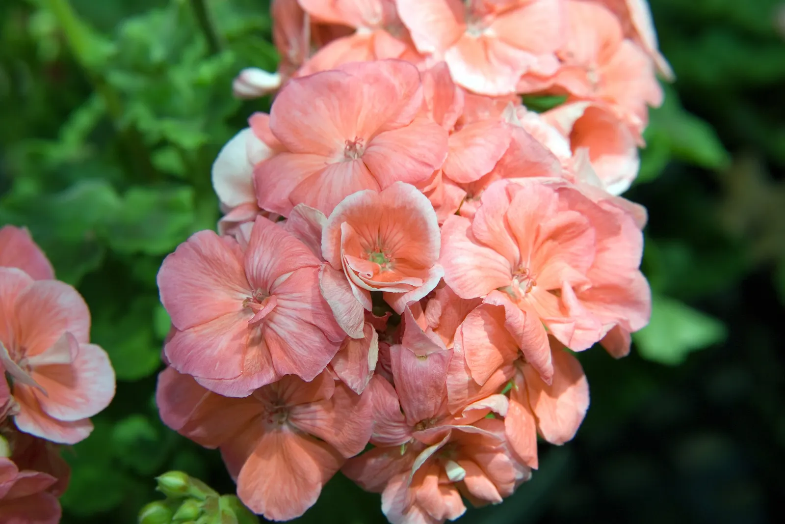 Garden Geranium (Pelargonium X Hortorum) — it is prized for its rounded clusters of flowers and decorative foliage; come in an array of colors, image 62