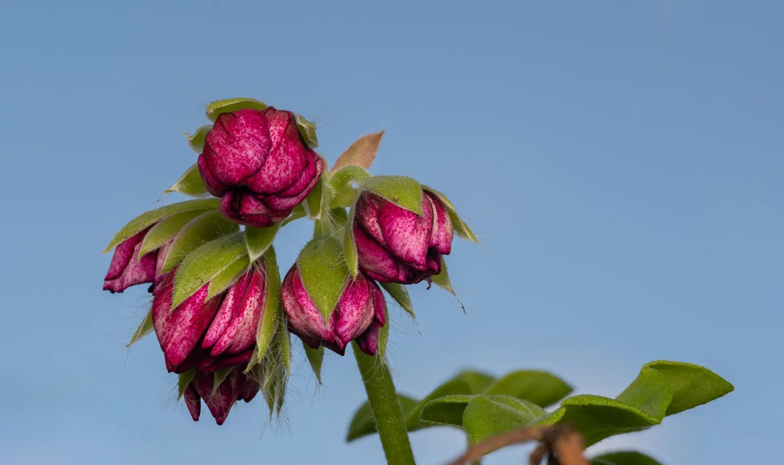 Garden Geranium (Pelargonium X Hortorum) — A member of the Geraniaceae family