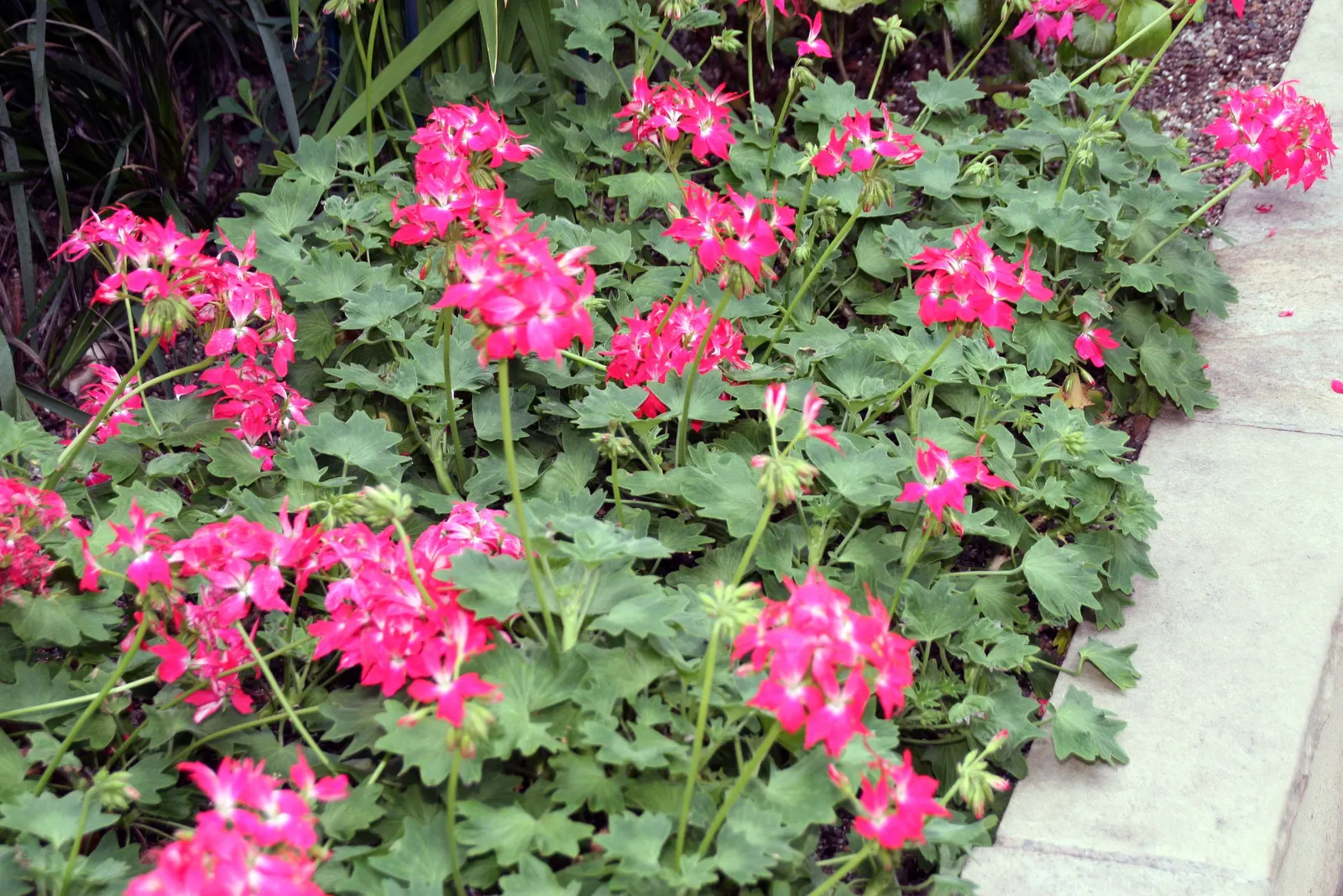 Garden Geranium (Pelargonium X Hortorum) — Garden Geraniums gracefully fill flower beds with their lush; and overwintering indoors can help, image 89