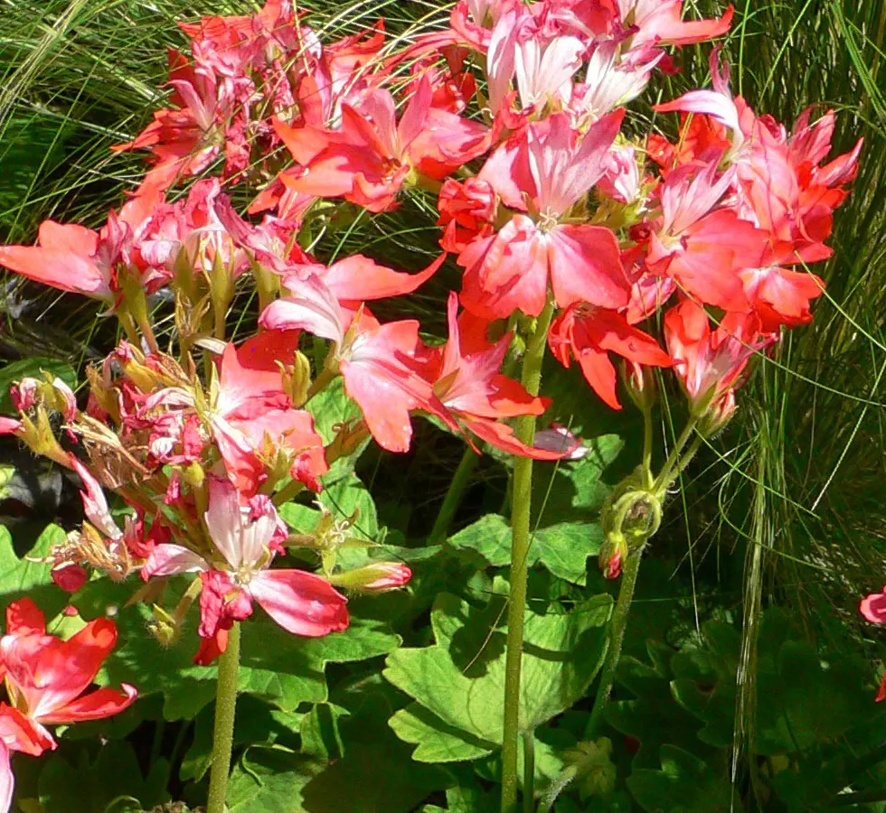 Garden Geranium (Pelargonium X Hortorum) — approximately 4 to 5 inches across and borne on upright stems; under full to partial sunlight (about 6 hours of