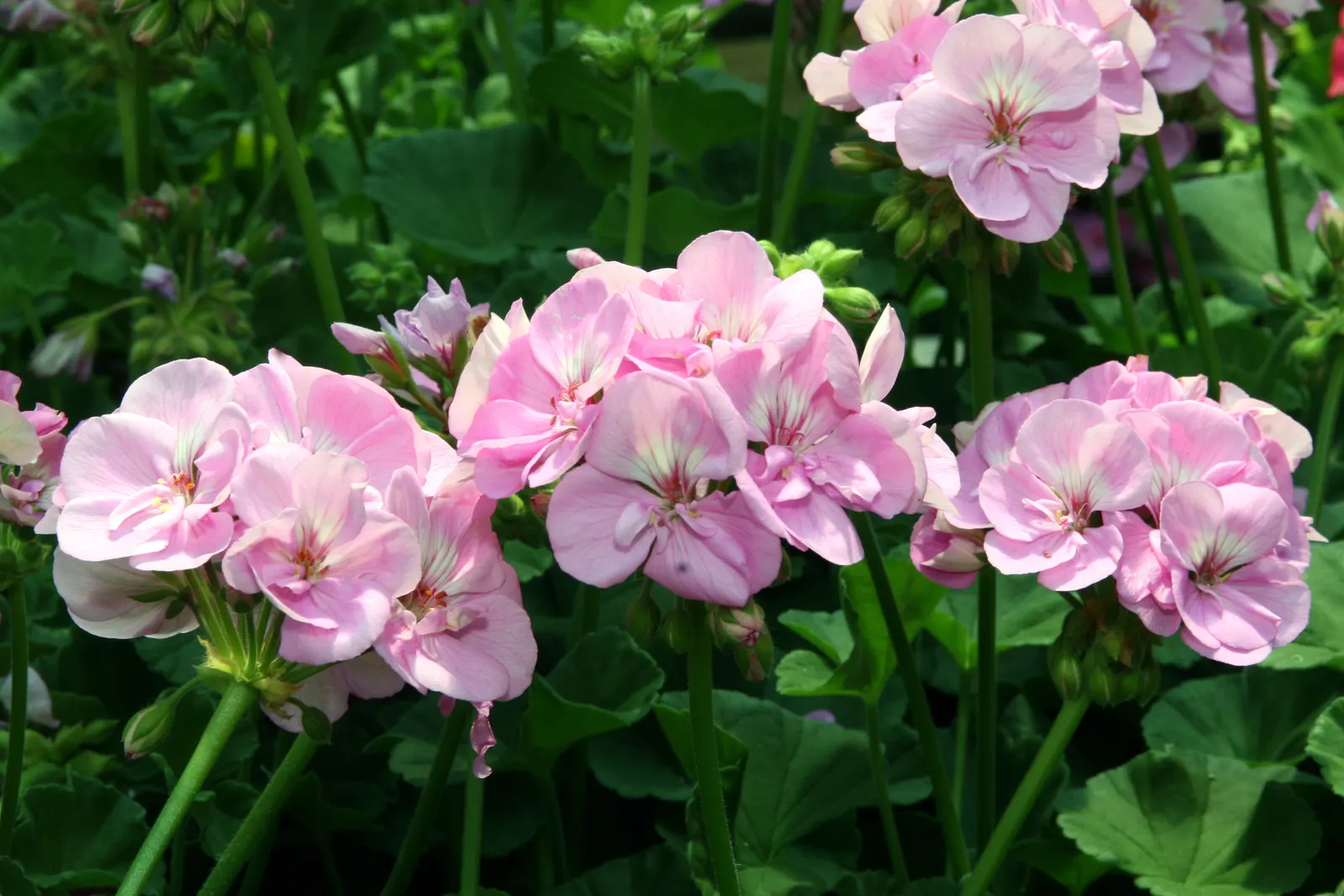 Garden Geranium (Pelargonium X Hortorum) — Deadheading spent flowers can encourage a more robust bloom; approximately 4 to 5 inches across and, image 99