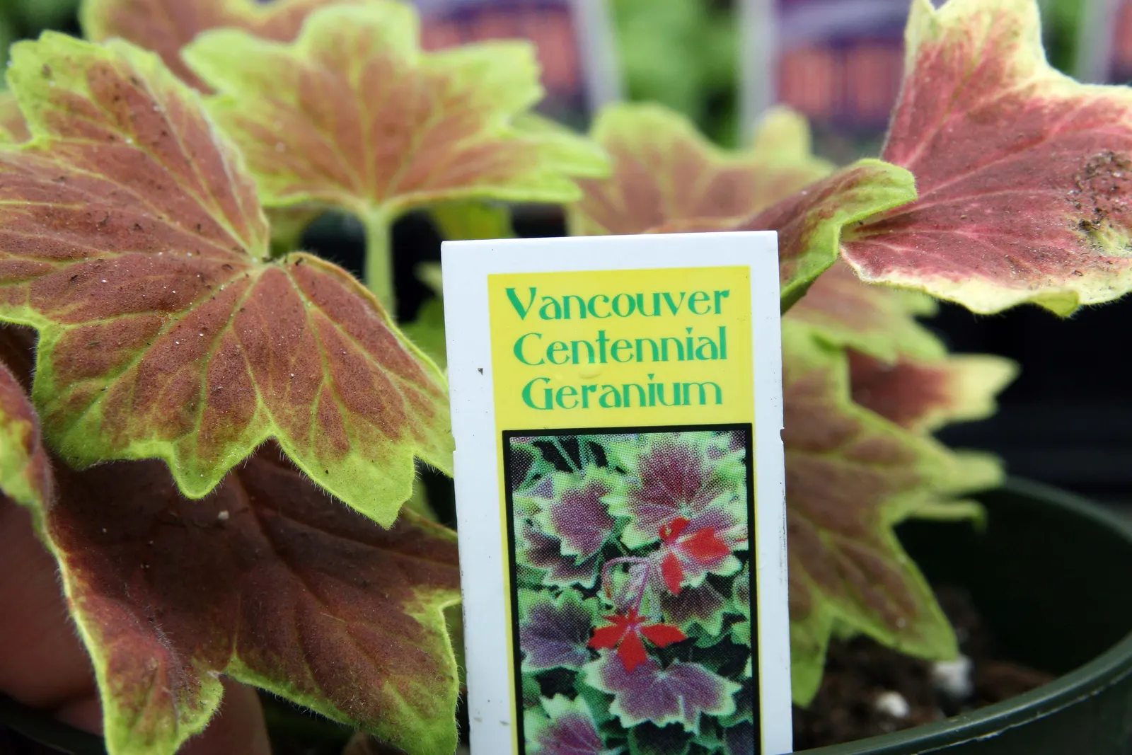 Garden Geranium (Pelargonium X Hortorum) — come in an array of colors - including red; multi-colored and orange and pink and red flowers in the, image 67