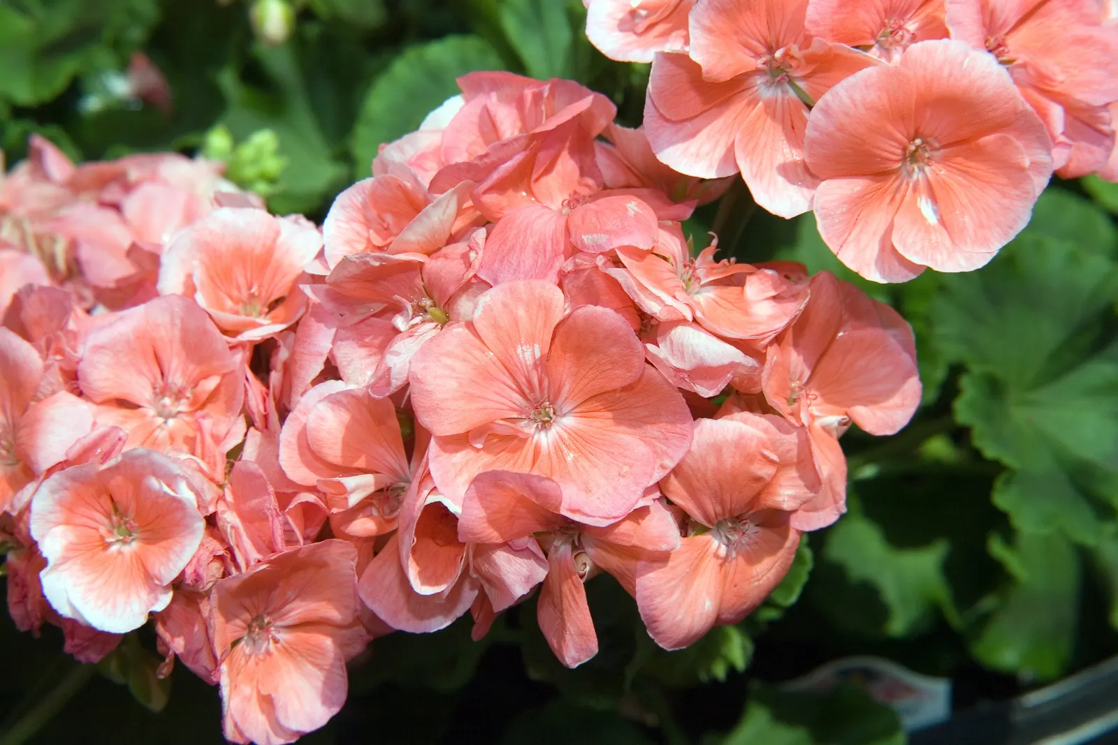 Garden Geranium (Pelargonium X Hortorum) — ensuring their presence as a garden highlight year after year; thriving in USDA zones 10-11, it reaches, image 75
