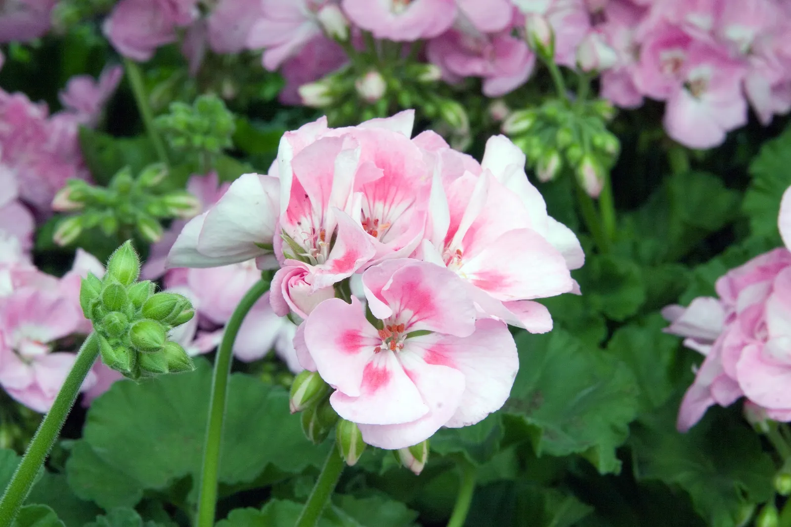Garden Geranium (Pelargonium X Hortorum) — Thriving in USDA zones 10-11, it reaches 12-24 inches in height and width; garden Geraniums gracefully, image 132