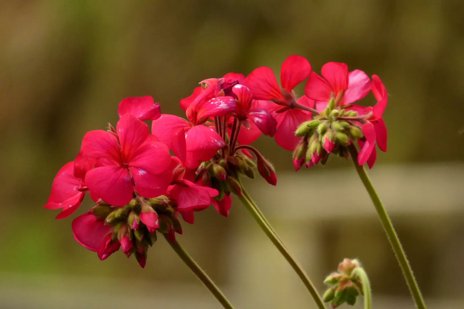 Garden Geranium (Pelargonium X Hortorum) — is a vibrant and versatile perennial that has become a staple in ornamental gardening; the Garden, image 86
