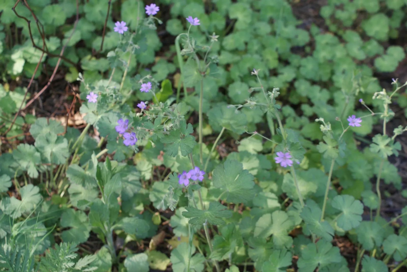 Garden Geranium (Pelargonium X Hortorum) — Drought-tolerant once established; frost-sensitive
