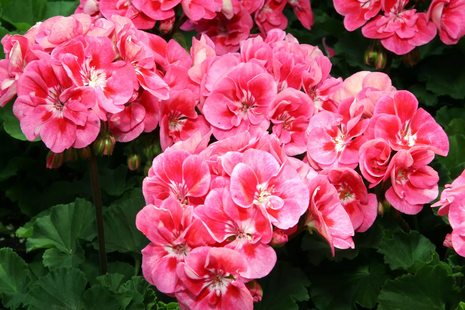 Garden Geranium (Pelargonium X Hortorum) — multi-colored and orange and pink and red flowers in the garden; a member of the Geraniaceae family, image 128