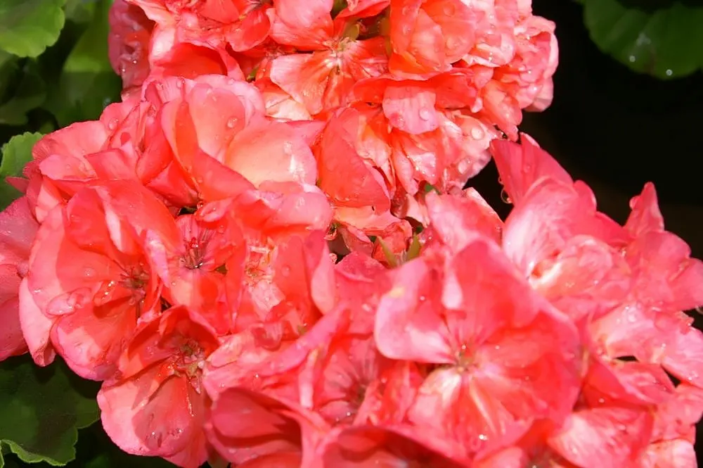 Garden Geranium (Pelargonium X Hortorum) — scientifically named Pelargonium x hortorum; water-soluble fertilizer every 4 to 6 weeks during the, image 59