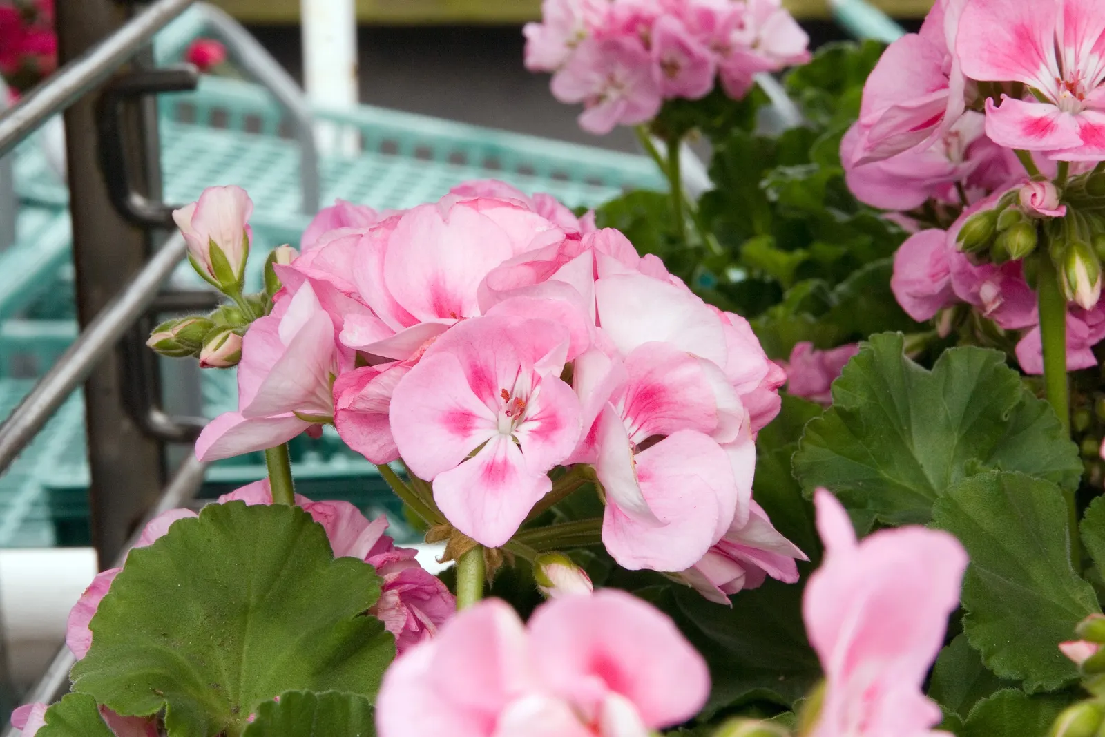 Garden Geranium (Pelargonium X Hortorum) — ensuring their presence as a garden highlight year after year; thriving in USDA zones 10-11, it reaches, image 127