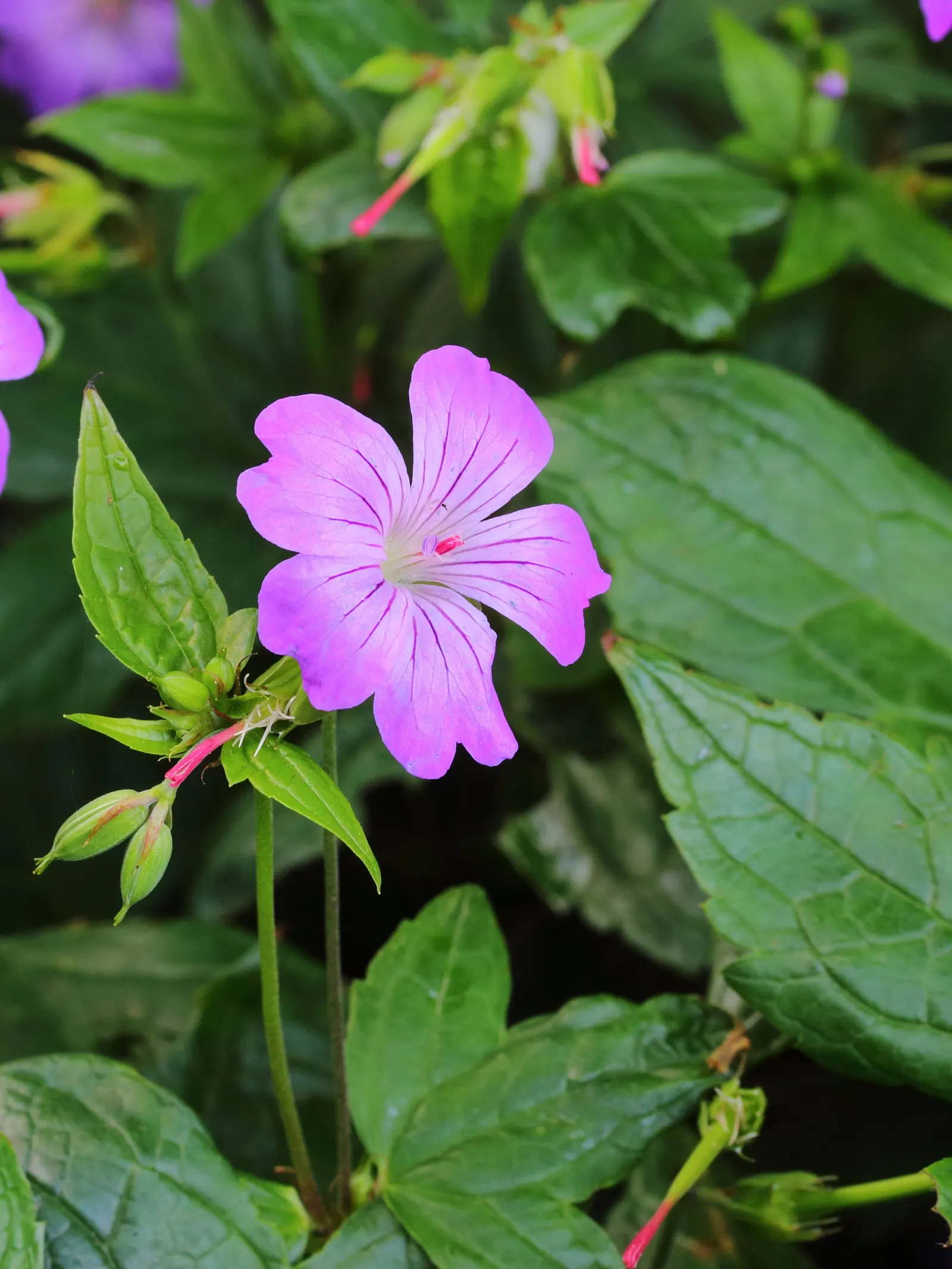 Garden Geranium (Pelargonium X Hortorum) — multi-colored and orange and pink and red flowers in the garden; a member of the Geraniaceae family, image 76