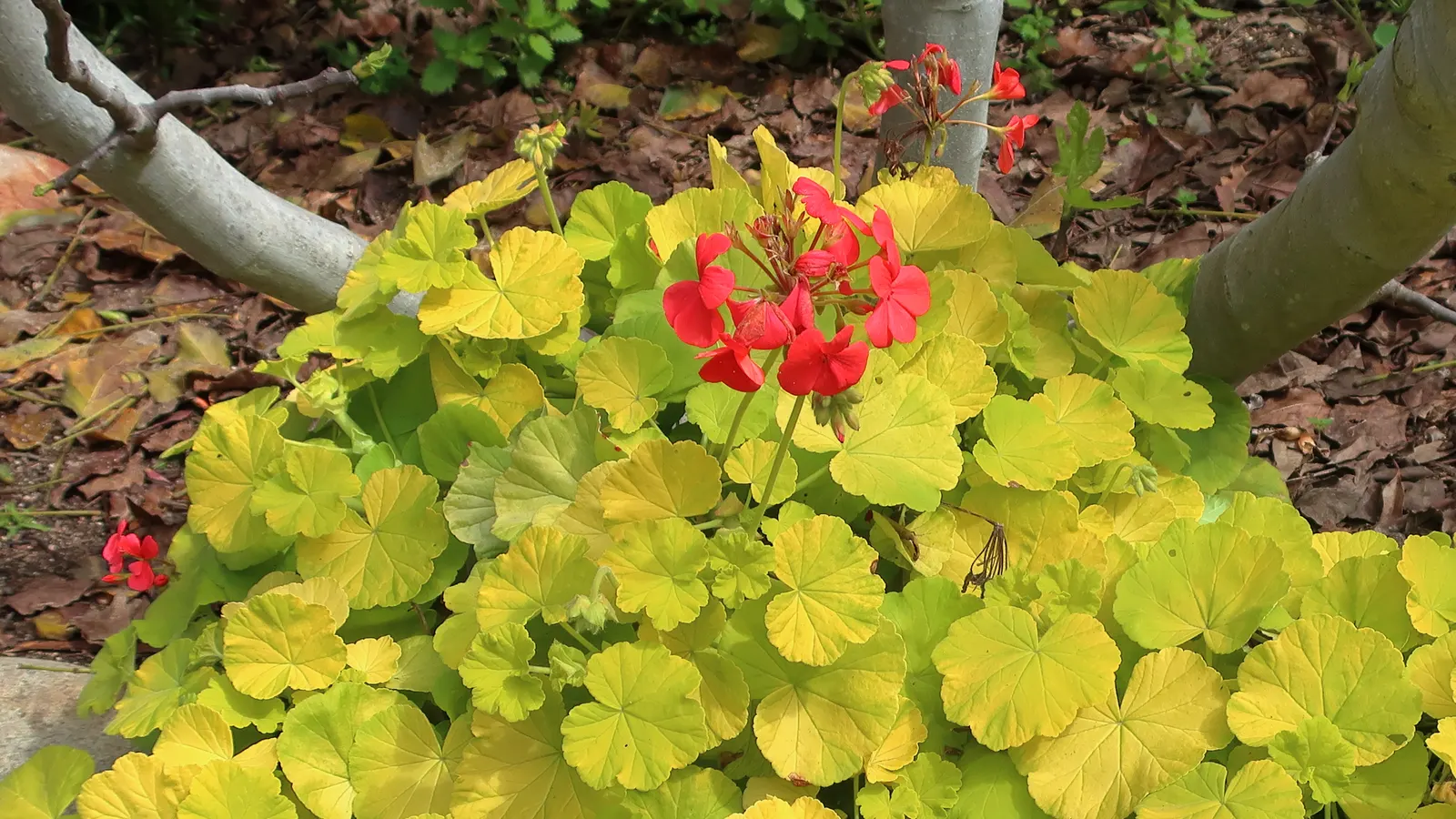 Garden Geranium (Pelargonium X Hortorum) — Prefers full sun to partial shade and well-drained soil; although drought-resistant, image 107