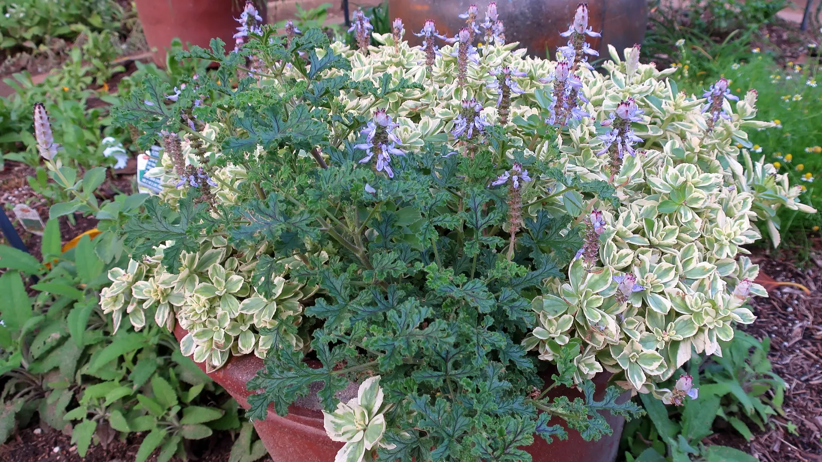 Garden Geranium (Pelargonium X Hortorum) — Drought-tolerant once established; frost-sensitive; often enhanced with burgundy or bronze hues, image 110