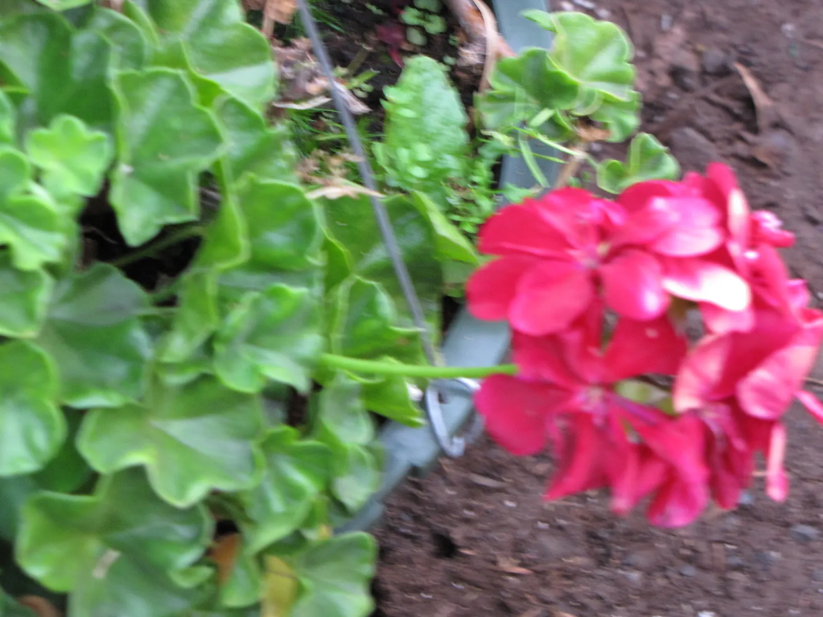 Garden Geranium (Pelargonium X Hortorum) — Thriving in USDA zones 10-11, it reaches 12-24 inches in height and width