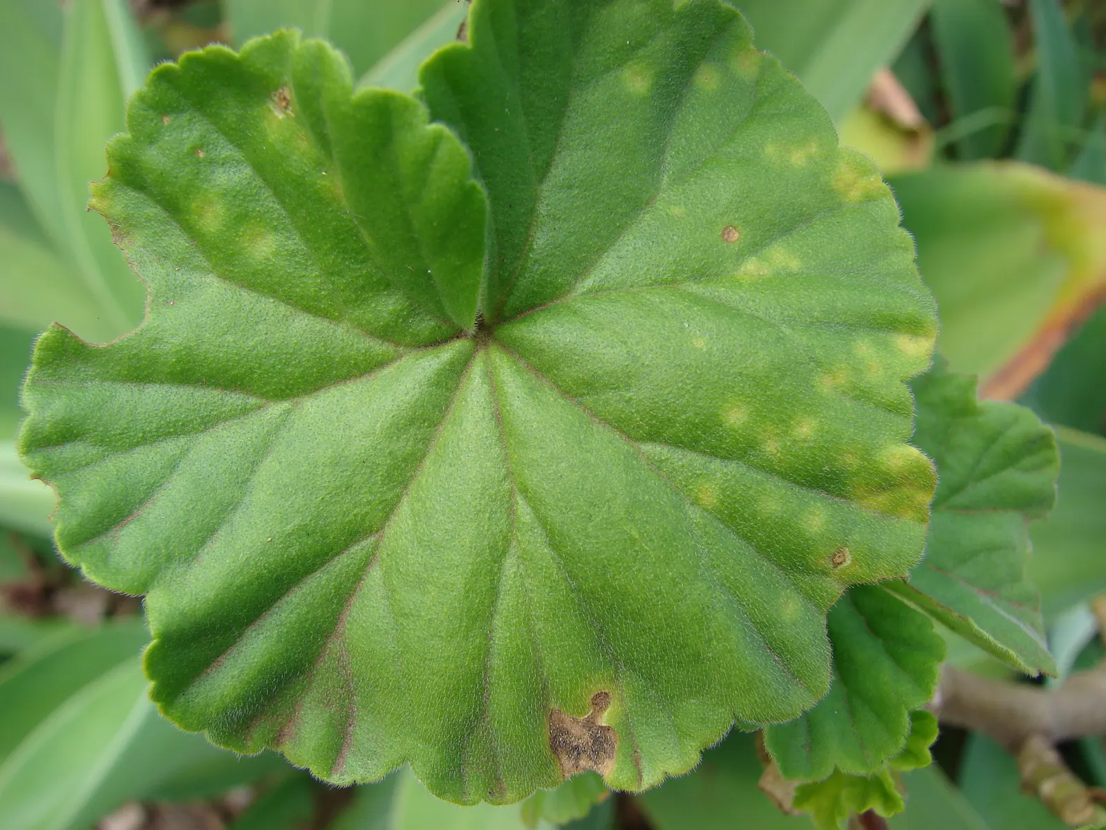 Garden Geranium (Pelargonium X Hortorum) — The Garden Geranium, Pelargonium x hortorum, is a vibrant perennial presenting lush foliage and bright blooms