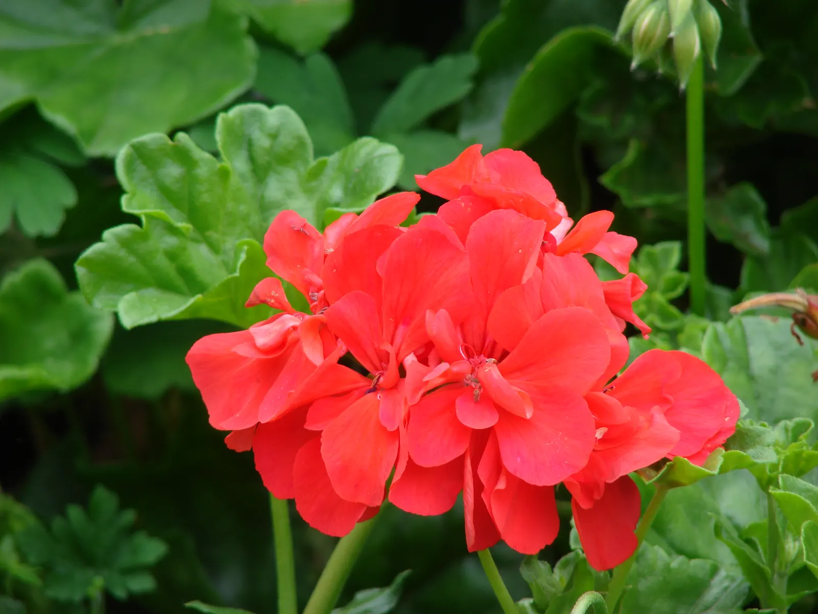 Garden Geranium (Pelargonium X Hortorum) — come in an array of colors - including red; multi-colored and orange and pink and red flowers in the, image 93