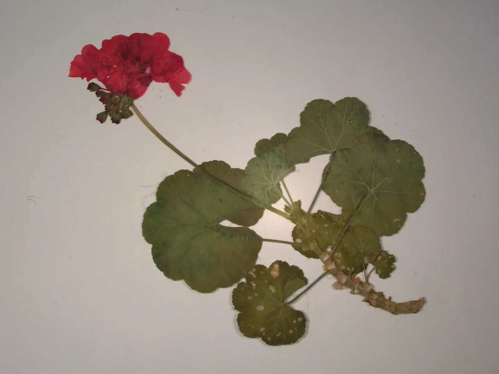 Garden Geranium (Pelargonium X Hortorum) — these herbaceous plants flourish in well-drained soil