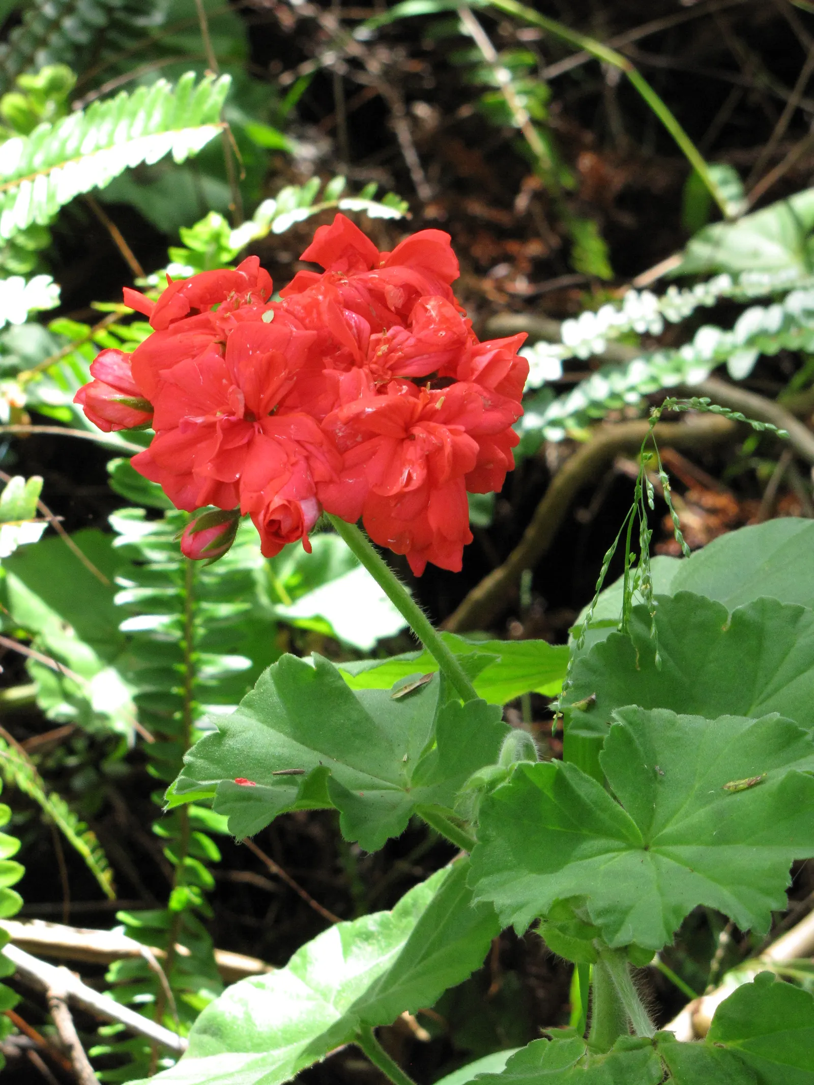Garden Geranium (Pelargonium X Hortorum) — these herbaceous plants flourish in well-drained soil; regular deadheading promotes continuous flowering, image 68