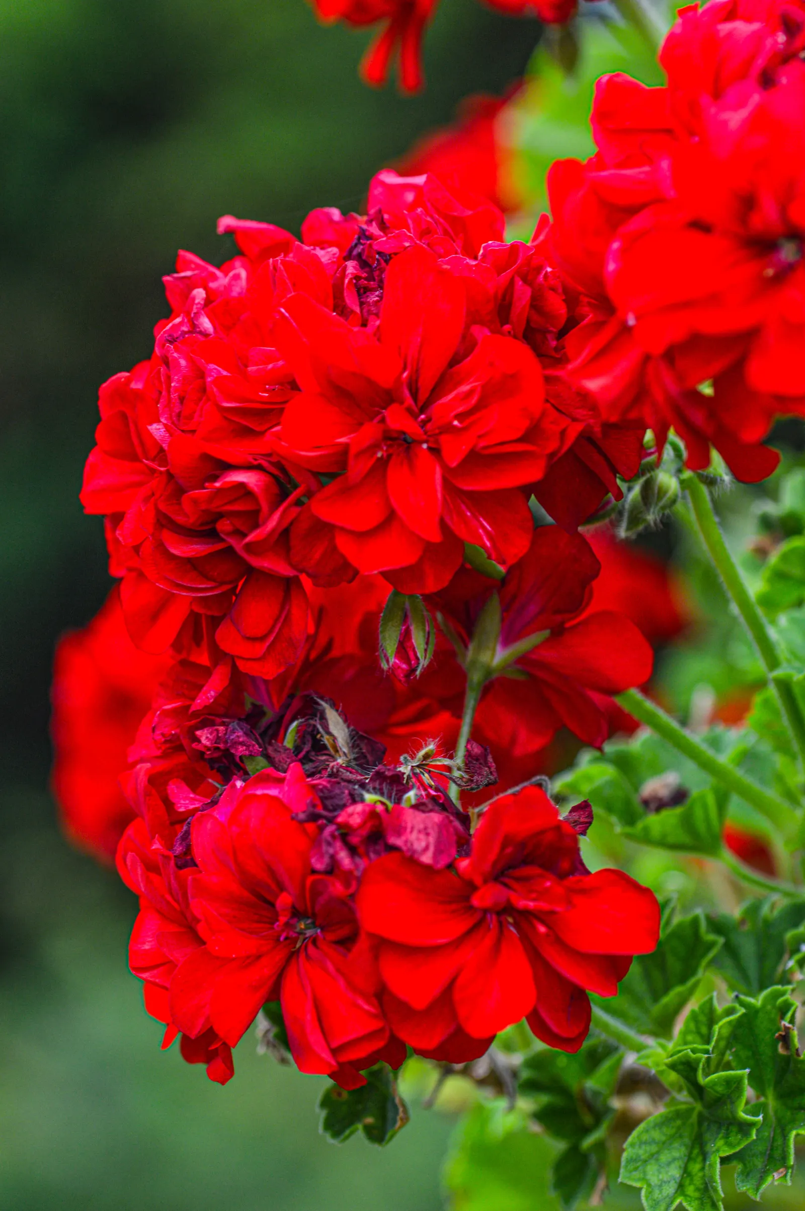 Garden Geranium (Pelargonium X Hortorum) — they perform best when given consistent moisture and fed with a balanced; perennial for full or half, image 71