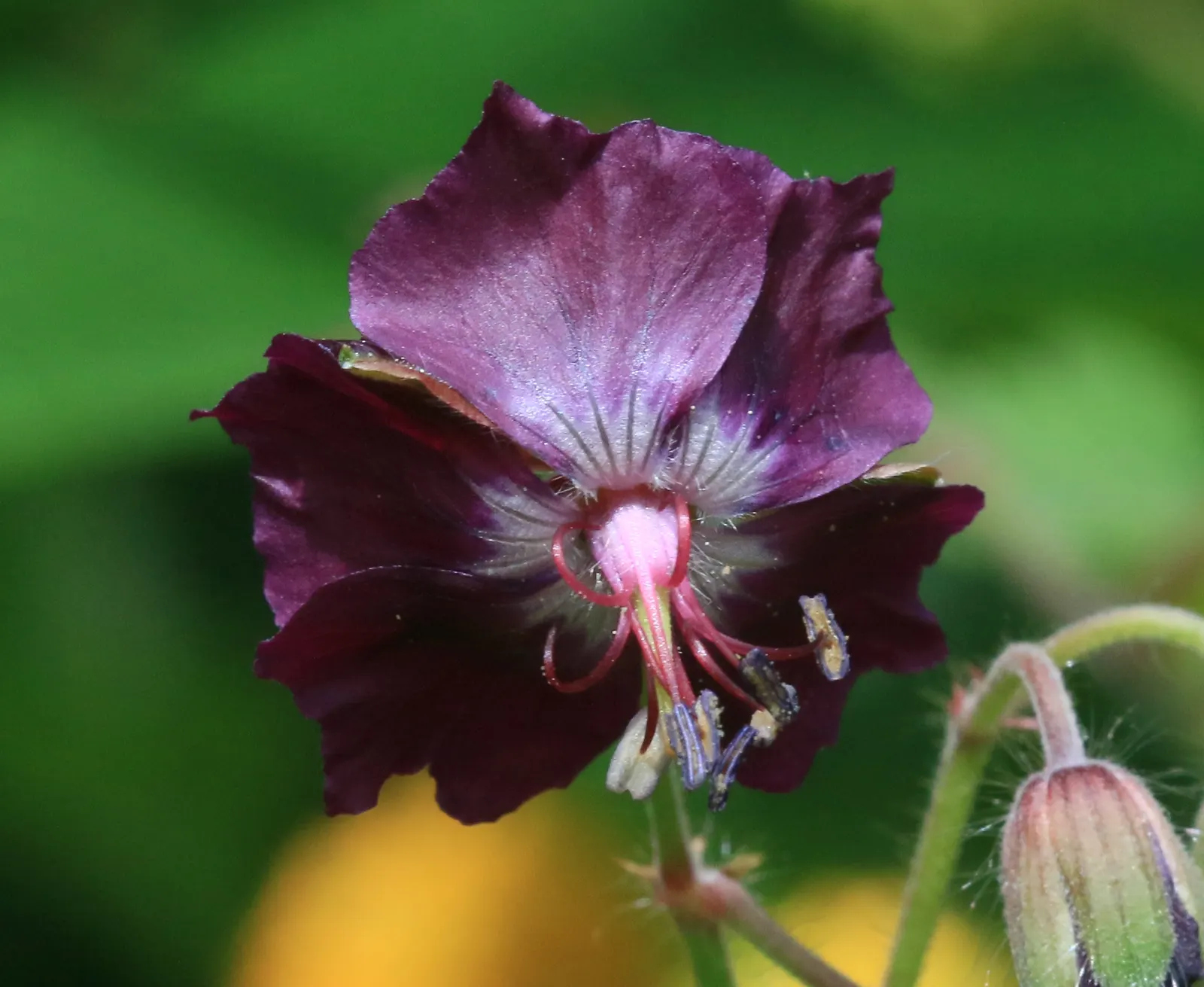 Garden Geranium (Pelargonium X Hortorum) — Regular deadheading promotes continuous flowering; drought-tolerant once established; frost-sensitive, image 83
