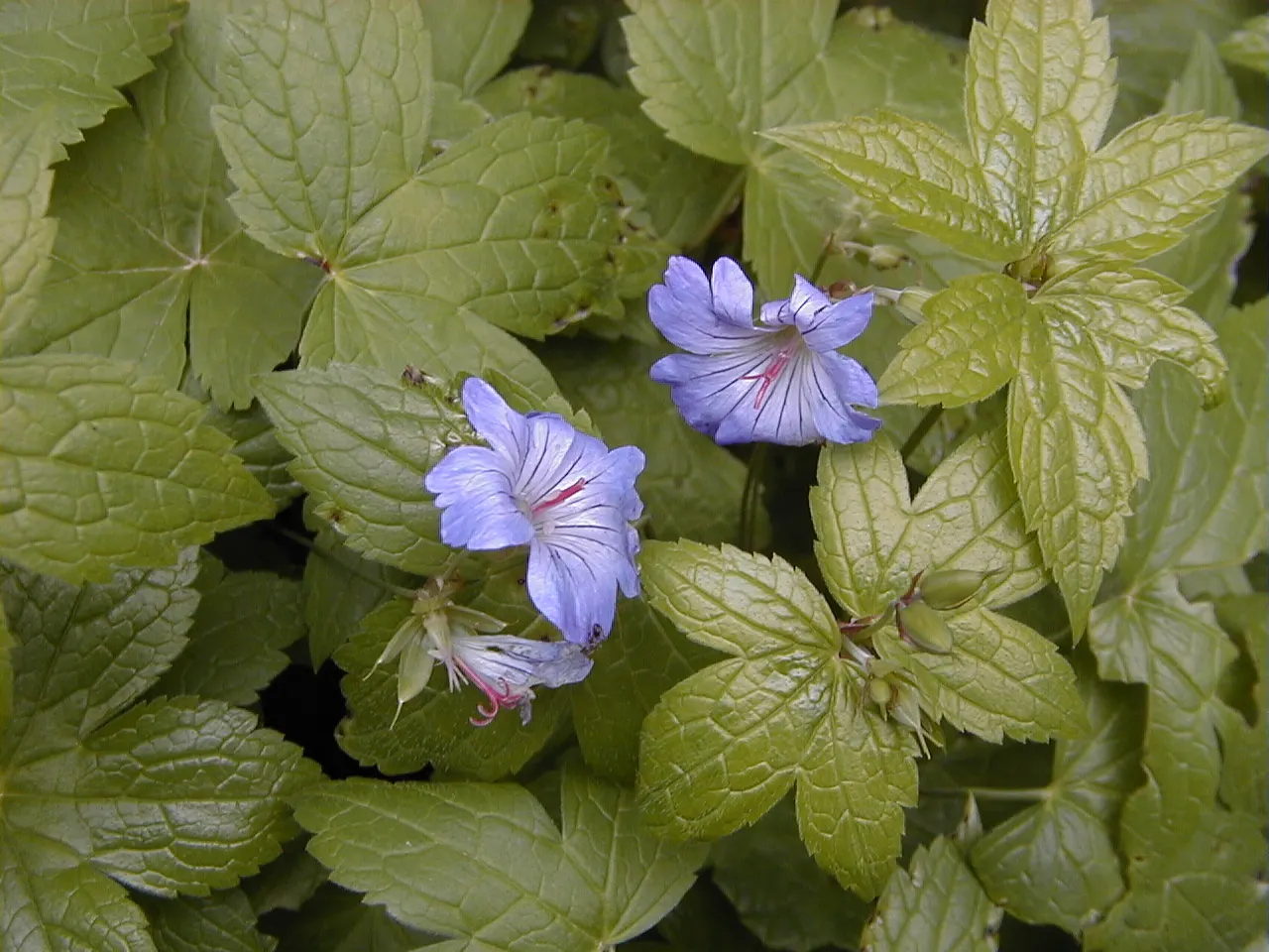 Garden Geranium (Pelargonium X Hortorum) — come in an array of colors - including red