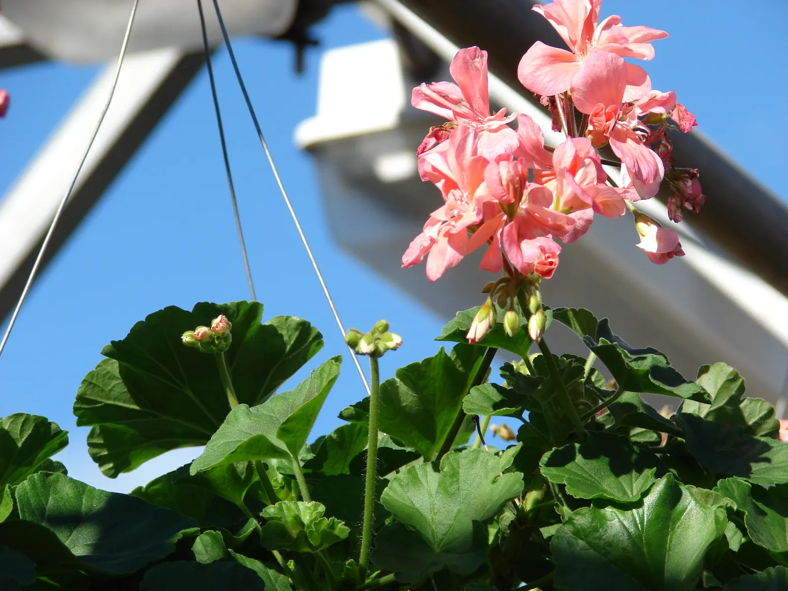 Garden Geranium (Pelargonium X Hortorum) — Drought-tolerant once established; frost-sensitive; often enhanced with burgundy or bronze hues, image 58