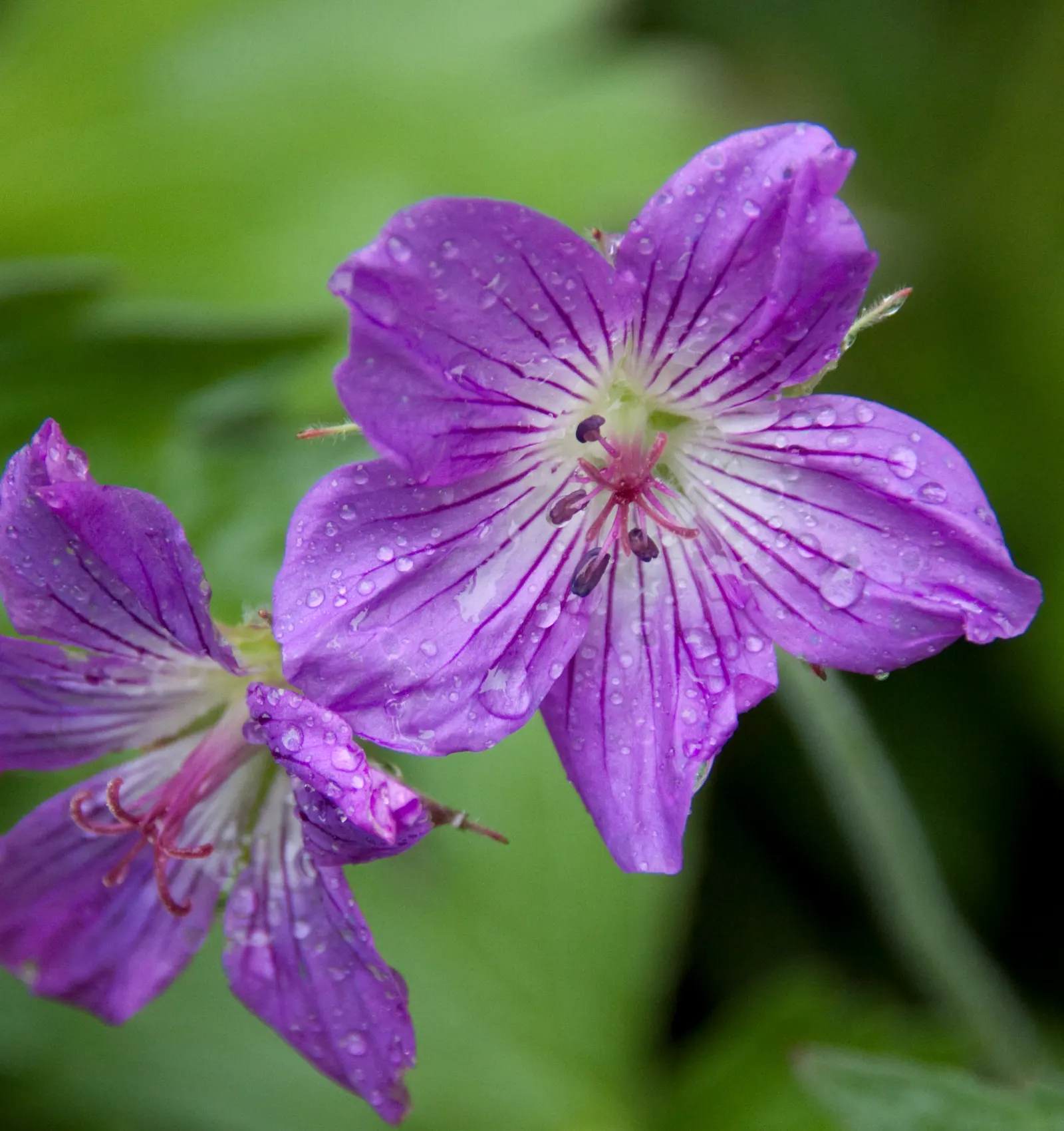 Garden Geranium (Pelargonium X Hortorum) — often enhanced with burgundy or bronze hues; it is prized for its rounded clusters of flowers and, image 91