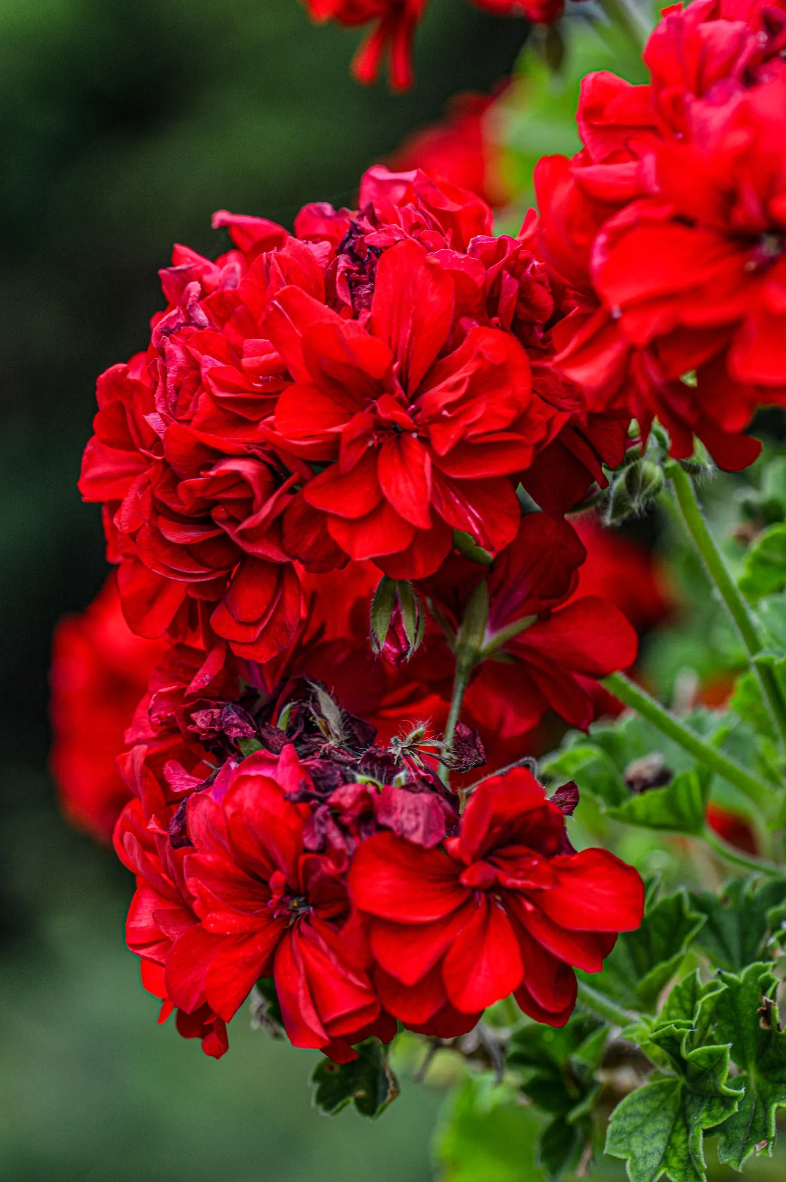 Garden Geranium (Pelargonium X Hortorum) — multi-colored and orange and pink and red flowers in the garden; a member of the Geraniaceae family