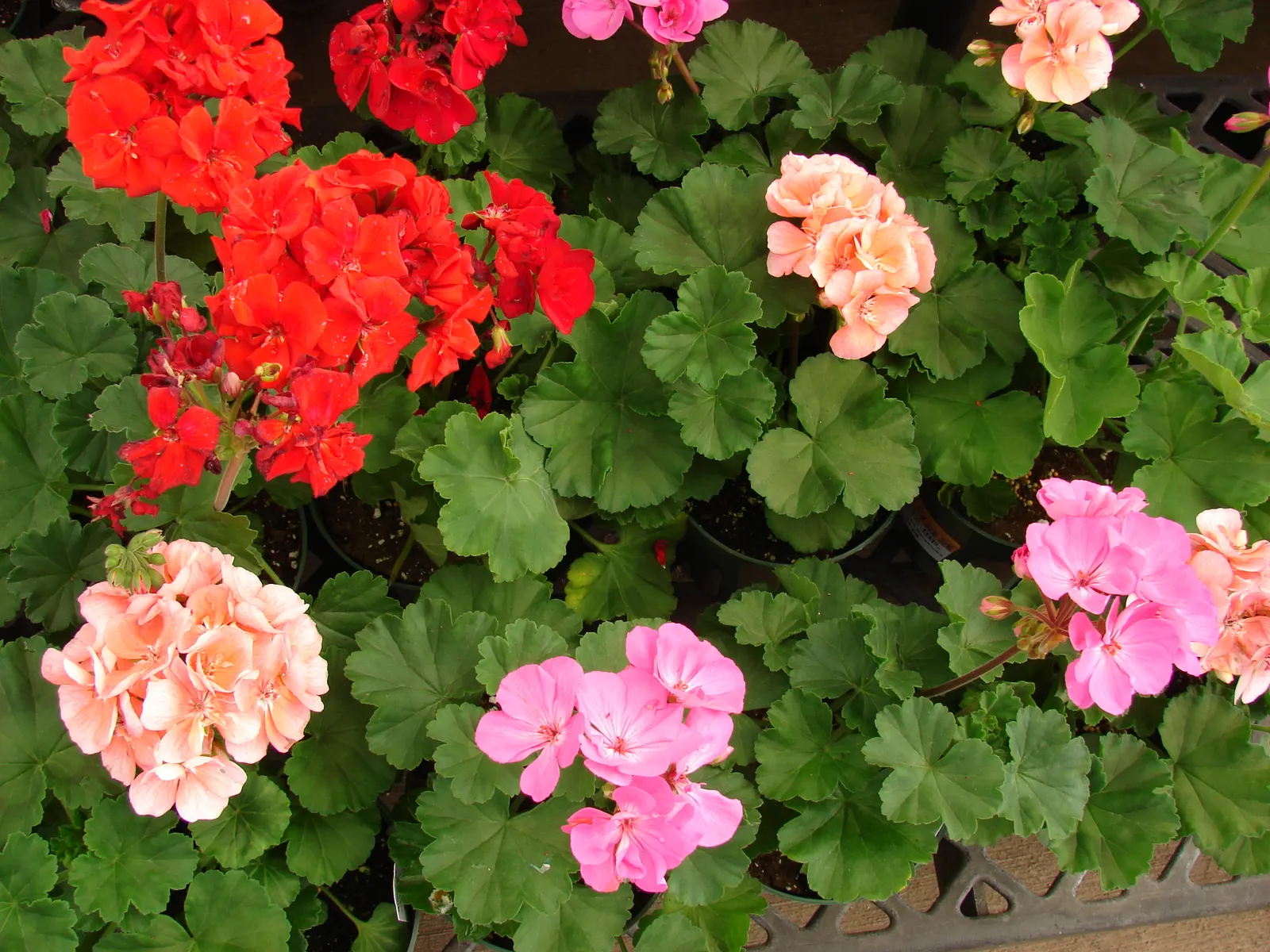 Garden Geranium (Pelargonium X Hortorum) — Ideal for borders, containers, and as bedding, its blossoms create vivid splashes from spring to fall, image 134