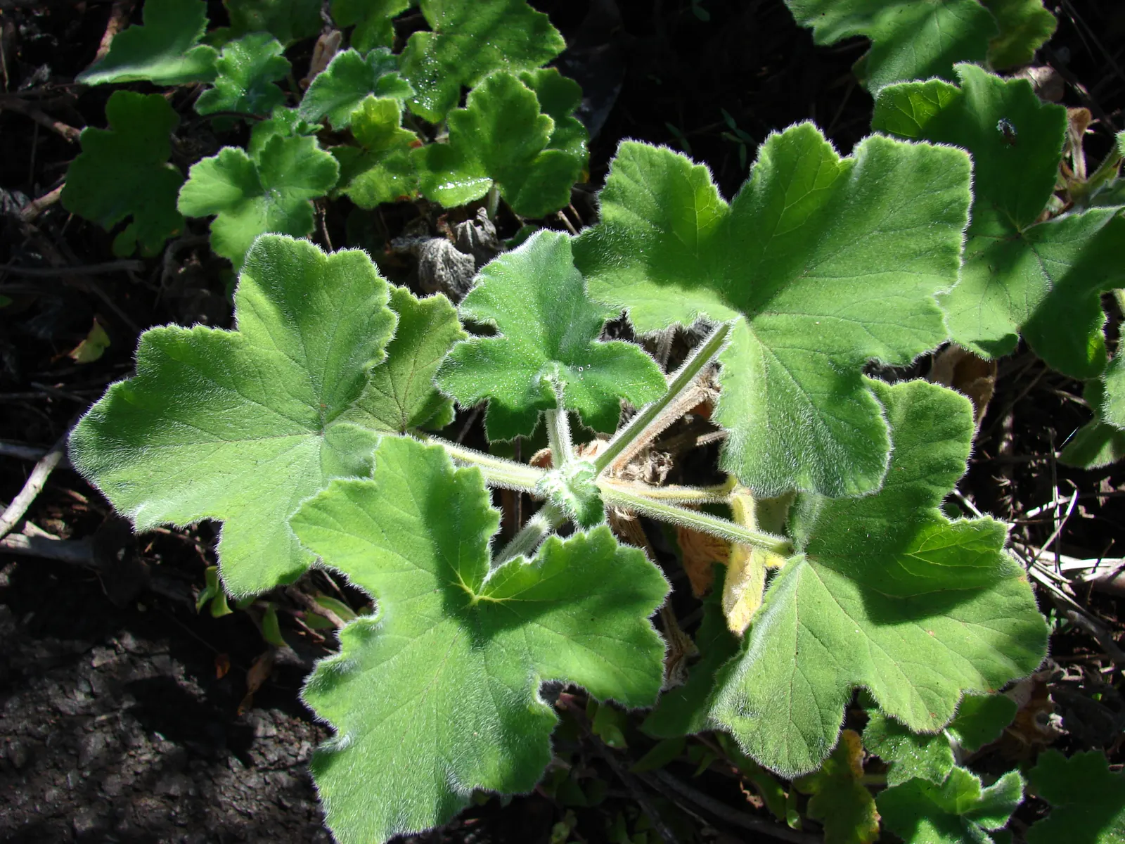 Garden Geranium (Pelargonium X Hortorum) — perennial with multi-colored and orange and pink and red blooms; these herbaceous plants flourish in, image 103