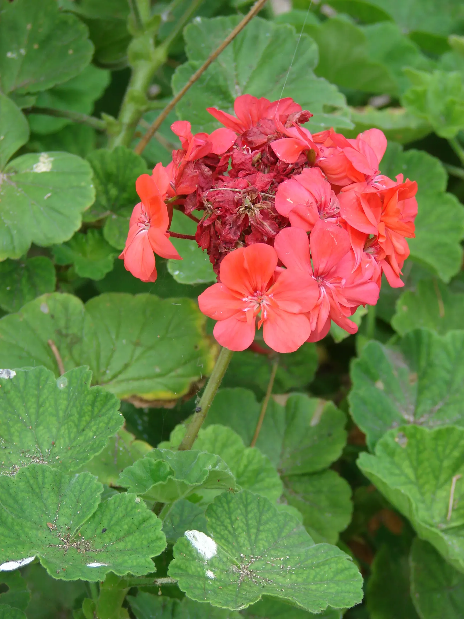 Garden Geranium (Pelargonium X Hortorum) — Prefers full sun to partial shade and well-drained soil; although drought-resistant, image 133
