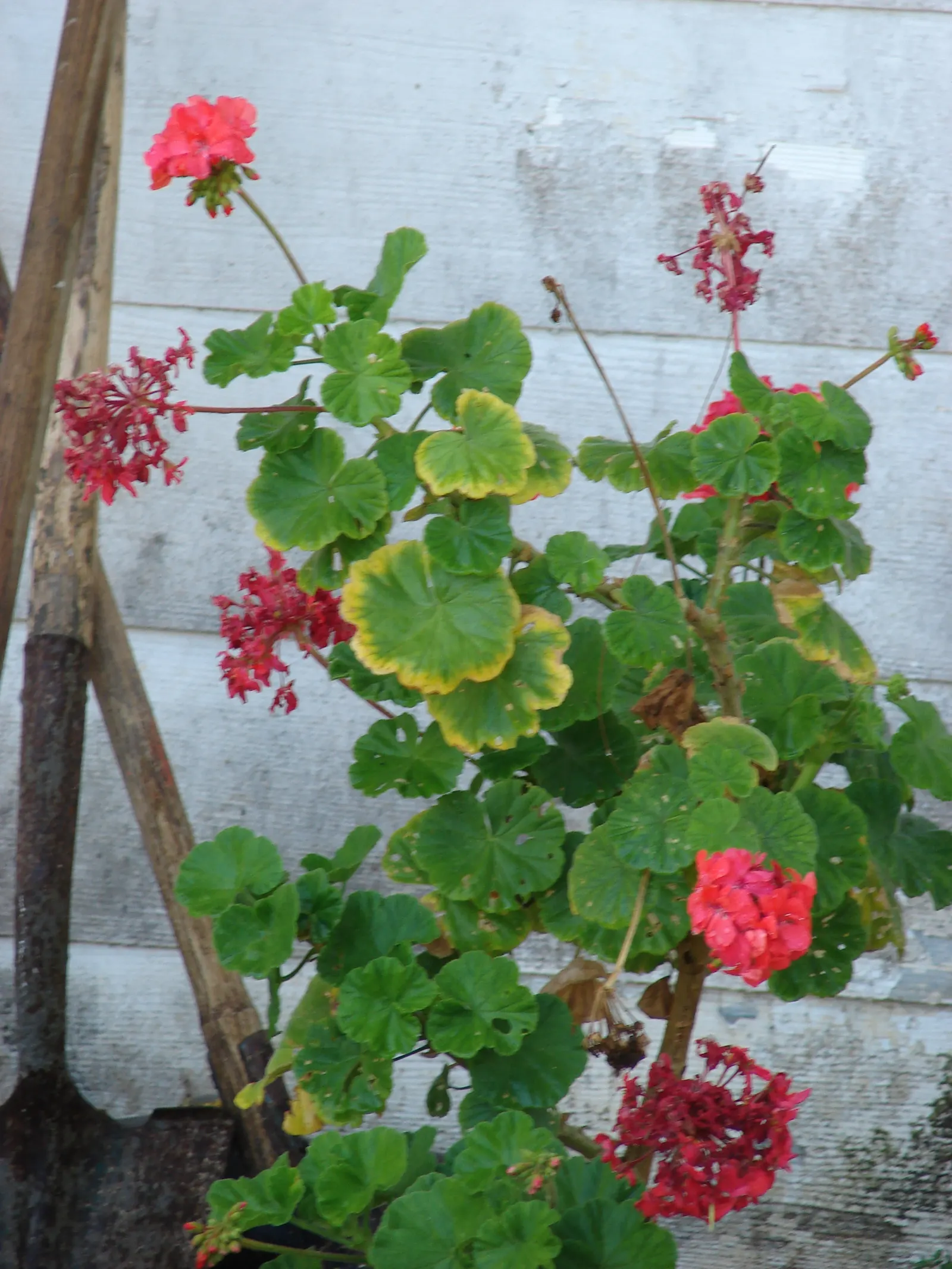 Garden Geranium (Pelargonium X Hortorum) — The Garden Geranium, Pelargonium x hortorum, is a vibrant perennial presenting lush foliage and bright blooms; ideal