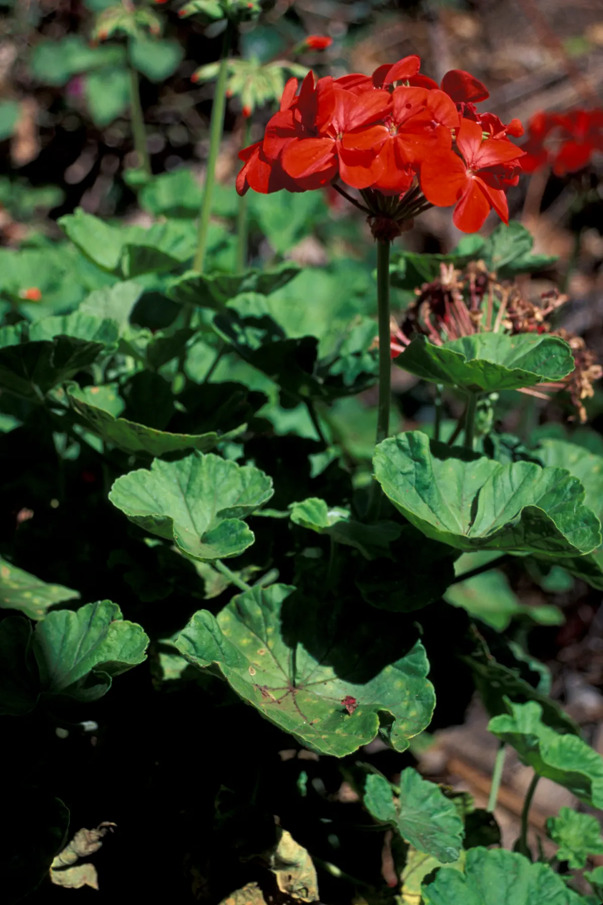 Garden Geranium (Pelargonium X Hortorum) — scientifically named Pelargonium x hortorum; water-soluble fertilizer every 4 to 6 weeks during the, image 137
