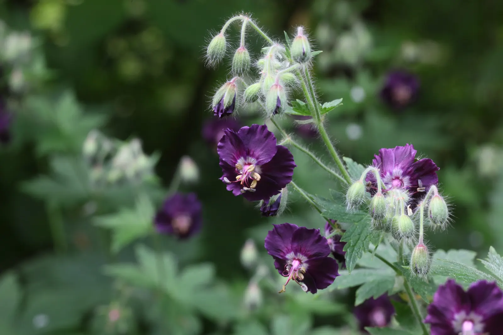 Garden Geranium (Pelargonium X Hortorum) — under full to partial sunlight (about 6 hours of direct light daily); which often feature distinct zonal patterns in