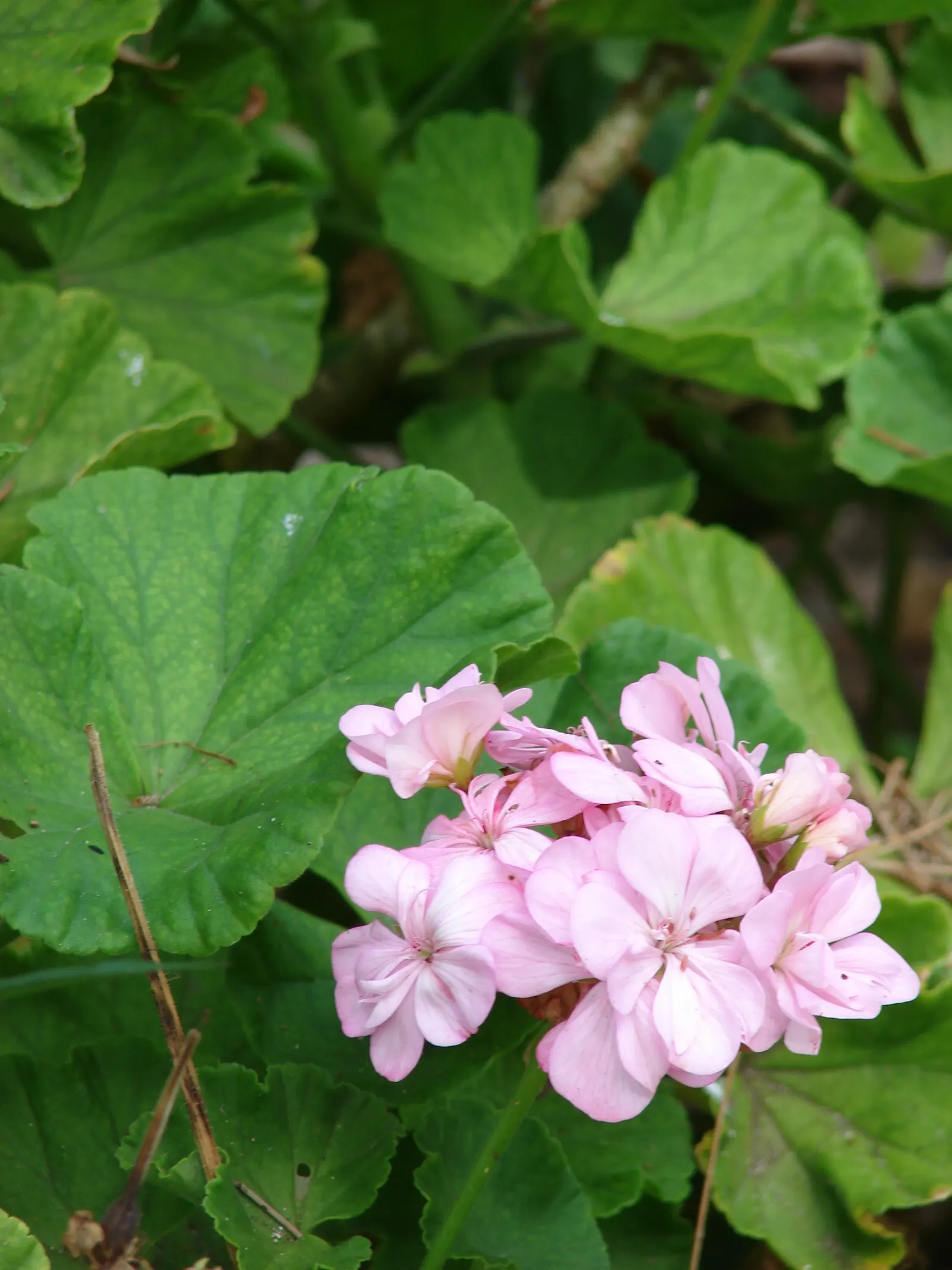 Garden Geranium (Pelargonium X Hortorum) — multi-colored and orange and pink and red flowers in the garden; a member of the Geraniaceae family, image 102