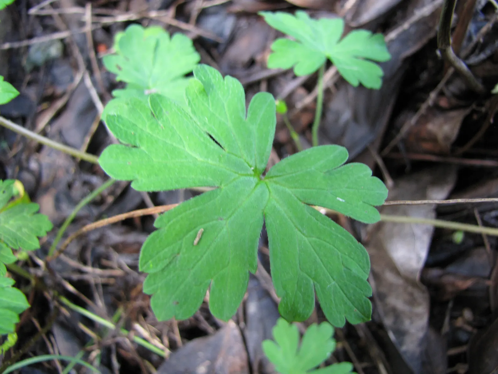 Garden Geranium (Pelargonium X Hortorum) — A member of the Geraniaceae family; is a vibrant and versatile perennial that has become a staple in, image 113