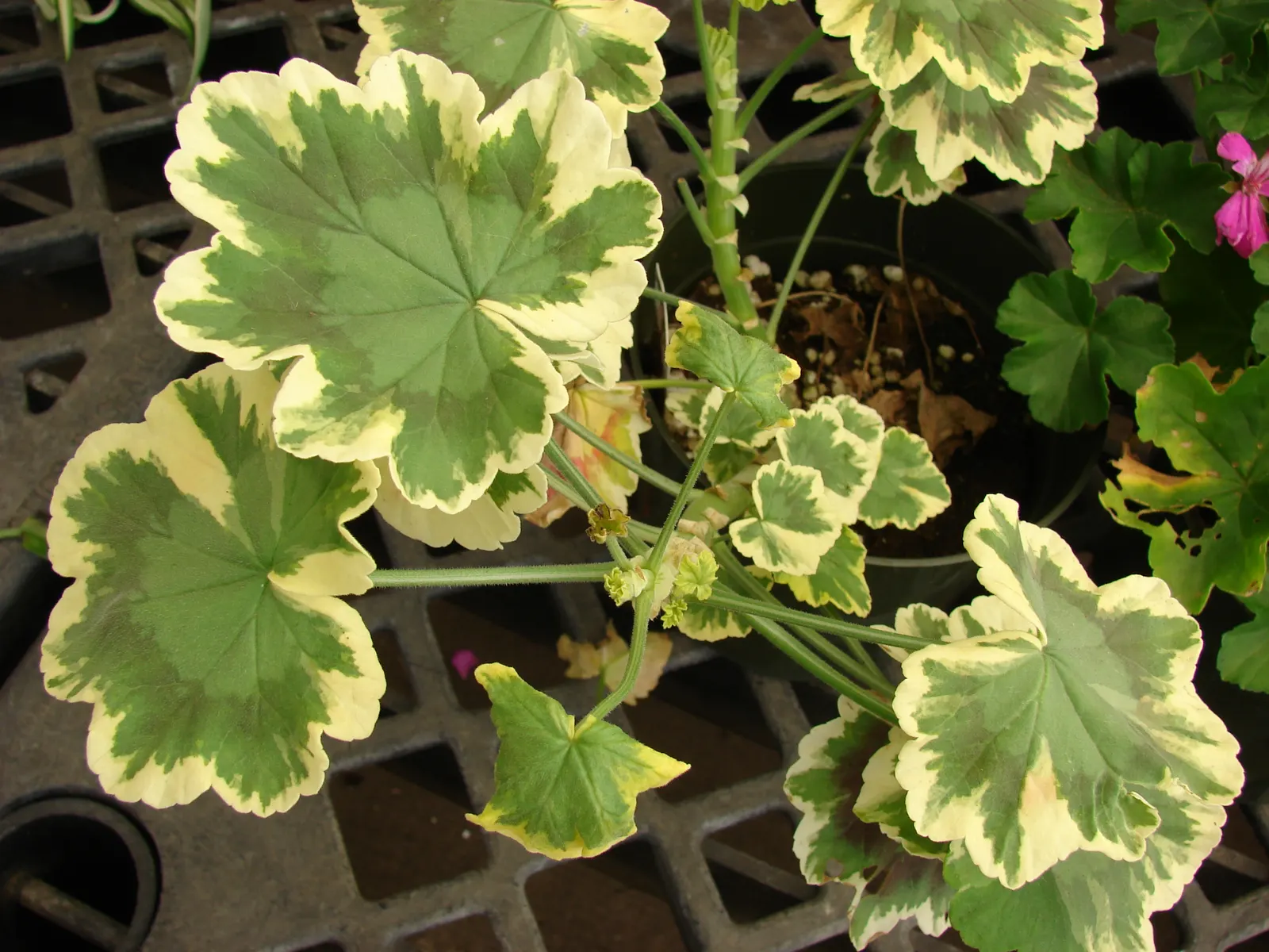 Garden Geranium (Pelargonium X Hortorum) — perennial with multi-colored and orange and pink and red blooms; these herbaceous plants flourish in well-drained