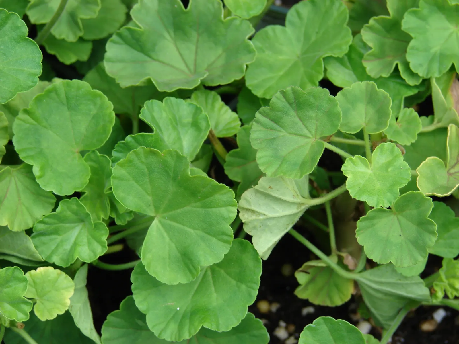 Garden Geranium (Pelargonium X Hortorum) — Garden Geraniums gracefully fill flower beds with their lush; and overwintering indoors can help, image 115