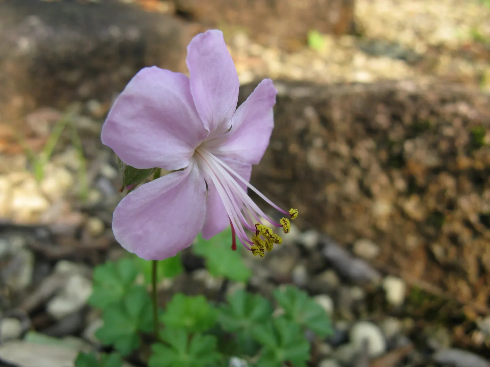 Garden Geranium (Pelargonium X Hortorum) — Deadheading spent flowers can encourage a more robust bloom