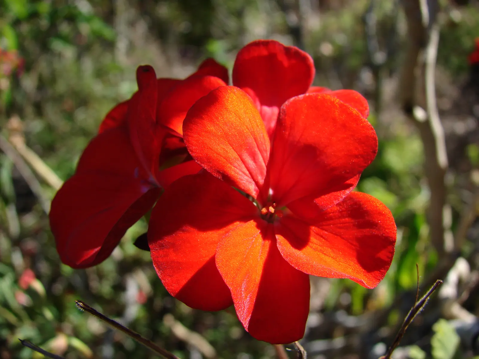 Garden Geranium (Pelargonium X Hortorum) — come in an array of colors - including red; multi-colored and orange and pink and red flowers in the, image 119