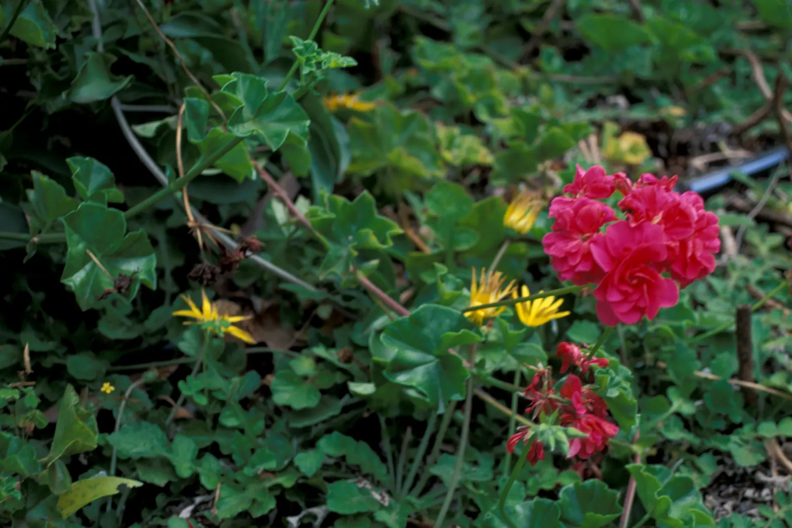 Garden Geranium (Pelargonium X Hortorum) — is a vibrant and versatile perennial that has become a staple in ornamental gardening; the Garden, image 138