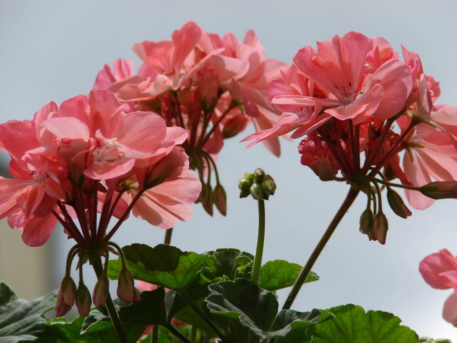 Garden Geranium (Pelargonium X Hortorum) — these herbaceous plants flourish in well-drained soil; regular deadheading promotes continuous flowering, image 94