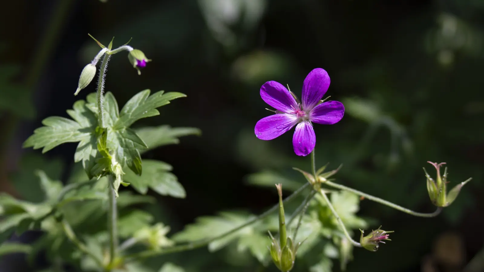 Garden Geranium (Pelargonium X Hortorum) — Regular deadheading promotes continuous flowering
