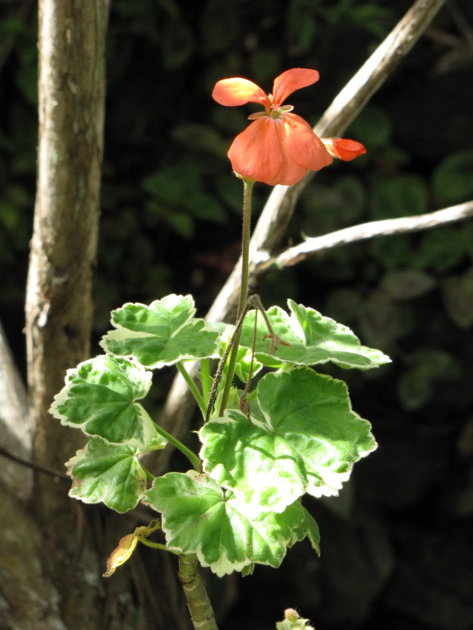 Garden Geranium (Pelargonium X Hortorum) — water-soluble fertilizer every 4 to 6 weeks during the growing season.<br><br>For the discerning client, image 46