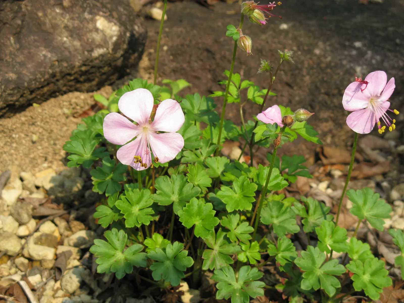 Garden Geranium (Pelargonium X Hortorum) — is a vibrant and versatile perennial that has become a staple in ornamental gardening; the Garden Geranium